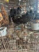 3 Melanistic Ringneck Pheasants w/ Permit