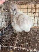Showgirl Laying Hen