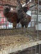 2 Easter Egger Roosters