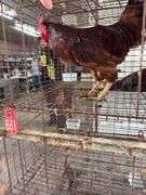 Rhode Island Red Rooster - Mean