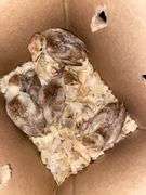 5 Bourbon Red Turkey Poults