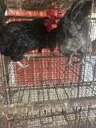 2 Maran Cross Roosters
