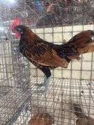 Seabright Rooster