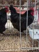 2 Black Australorp Hens