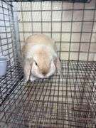 Holland Lop Buck - 1 Yr Old - Litter Box Trained - Was Free Roaming - Very Friendly