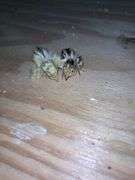 2 Coturnix Quail Chicks - 1 Day Old