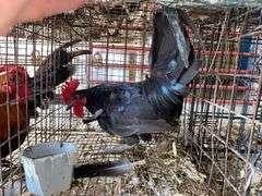 Banty Rooster