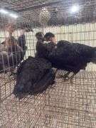 3 Turkens