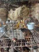 2 Meat Chickens