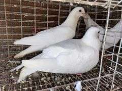2 White Pigeons