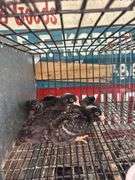 5 Barred Rock Chicks - 3 Wks Old