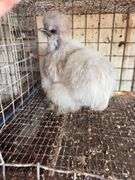 Showgirl Laying Hen