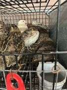7 Celadon Mix Quail - 5 Wks Old