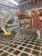 Barred Rock Roosters