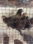5 Ameraucana Pullet Chicks - 3 Months Old