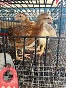 4 Pullets - 3 Cochins & 1 Olive Egger