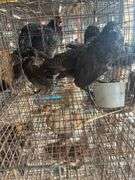 3 Melanistic Ringneck Pheasants w/ Permit