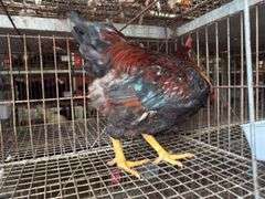 Barnyard Rooster - 3 Months Old