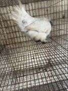 Silkie x Polish Hen - 1 Yr Old