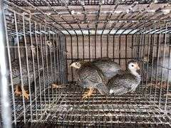 4 Guinea Keets - French Pearl & Pied