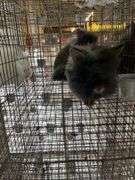 2 Lionhead Bunnies - Unsexed