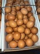 9 Doz Med Brown Eating Eggs