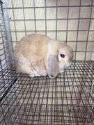Holland Lop Buck - 1 Yr Old - Litter Box Trained - Was Free Roaming - Very Friendly