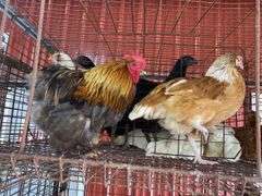 Pair Cochins