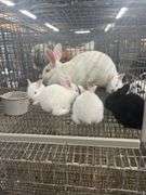New Zealand Doe w/ 6 Bunnies - Selling As A Family
