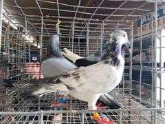 3 Tippler Pigeons