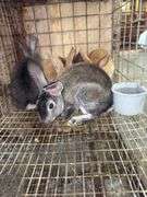 5 Flemish Giant Mini Rex Mix Rabbits
