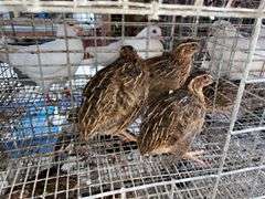 3 Jumbo Wilds Quail - 8wks Old