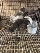 3 Muscovy Ducklings