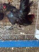 2 Barnyard Mix Cockerels