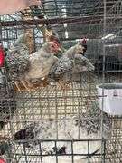 5 Young Cream Legbar/Barred Rock
