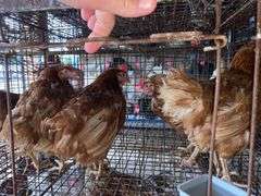 4 Isa Brown Hens
