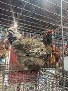 Ameraucana Hen