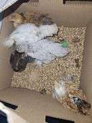 4 Cochin Banties & 1 Paint Silkie - 4 Wks Old