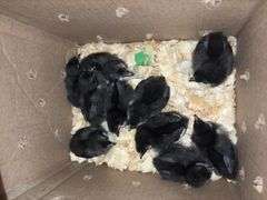 10 Black Australorp Pullets