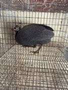 Pearl Guinea Hen