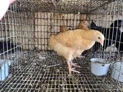 2 Buff Orpington Pullets - 7 Wks Old