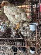 2 Meat Chickens