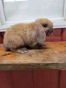 Orange Tort Mini Lop Buck - VM Gene - 8 Wks Old - Very Friendly - Handled By Kids