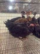 3 Turkens