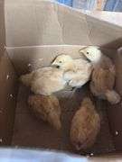 5 Buff Orpington Chick Pullets