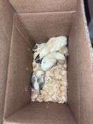 5 Barnyard Brahama Cross Chicks