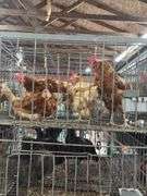 4 Rhode Island Red Hens