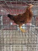 Young Red Hen