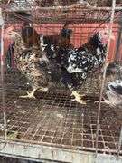 3 Swedish Flower Hens