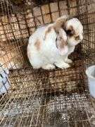 Holland Lop Buck